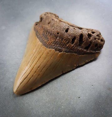 Megalodon - Fossiele tand - 98 mm - 73 mm, Verzamelen, Mineralen en Fossielen