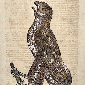 Conrad Gessner [b1516]; folio woodcut - Buzzard, bird of