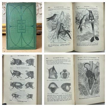 Charles Darwin - The Descent of Man and Selection in, Antiek en Kunst