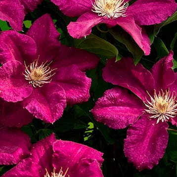 Clematis Ernest Markham container (P14) Sierplanten, Verzenden, Overige soorten, Struik