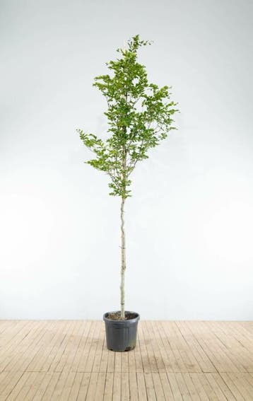 Fagus sylvatica hoogstam 20/25
