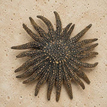 Zeester Taxidermie volledige montage - Natural Sunflower Sea, Nieuw