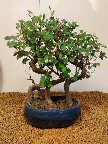 Japanese iep bonsai (Zelkova) - Hoogte (boom): 31 cm -, Antiek en Kunst, Curiosa en Brocante