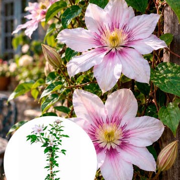 Clematis ‘Samaritan Jo’ (Grootbloemig, Vroeg) container, Tuin en Terras, Verzenden, Overige soorten, Struik