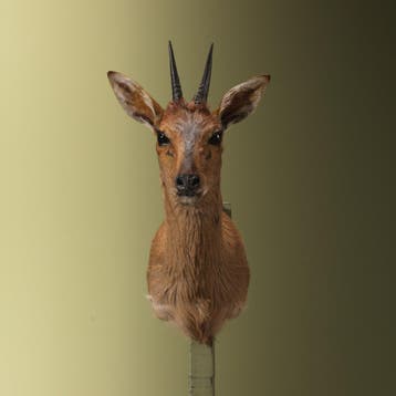 Duiker Taxidermie Opgezette Dieren By Max, Verzamelen, Ophalen of Verzenden, Nieuw, Wild dier, Opgezet dier
