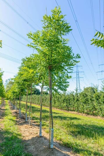 Gymnocladus dioica hoogstam 18/20