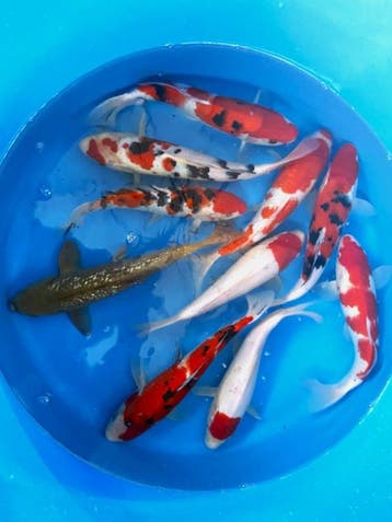 Hirasawa Marusei 29-34cm (Japanse Koi), Karper of Koi