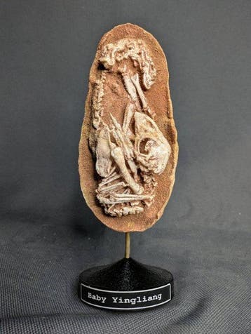 Dinosaurusembryo in ei (Baby Yingliang-exemplaar) -, Verzamelen