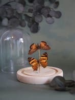 Vlinder Taxidermie volledige montage - Véritable Junonia