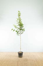 Magnolia kobus hoogstam 16/18