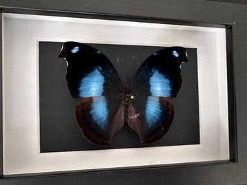 Vlinder Taxidermie volledige montage - Napeocles JUcunda -