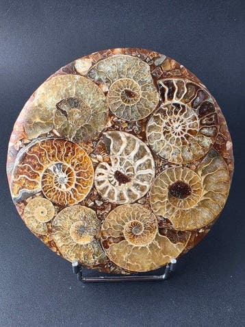 Ammoniet - Gefossiliseerd dier - Aioloceras (Cleoniceras), Verzamelen, Mineralen en Fossielen