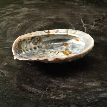 Abalone Schelp Parelmoer Taxidermie Opgezette Dieren By Max, Ophalen of Verzenden, Nieuw, Wild dier, Opgezet dier