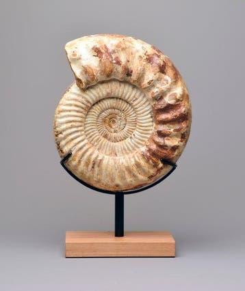 Ammoniet - Gefossiliseerd dier - Kranaosphinctes sp. - 28 cm, Verzamelen, Mineralen en Fossielen