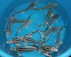 Vanaf vrijdag 8 mei weer een volledig assortiment STEUREN !!, Karper of Koi