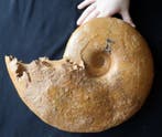 Grote ammoniet van 29 cm met zijn sutuurlijnen -, Verzamelen, Mineralen en Fossielen