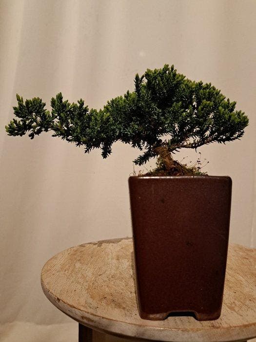 Jeneverbes bonsai (Juniperus) - Hoogte (boom): 11 cm -, Antiek en Kunst, Curiosa en Brocante