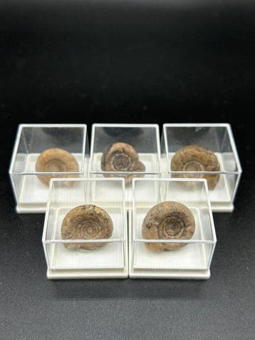 Ammoniet - Gefossiliseerde schelp (Zonder minimumprijs)