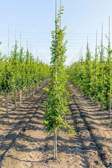 Carpinus betulus Frans Fontaine beveerd 10/12