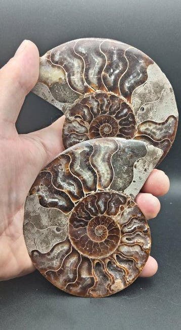 Ammoniet - Gefossiliseerde schelp - Cleoniceras sp. - 11 cm, Verzamelen