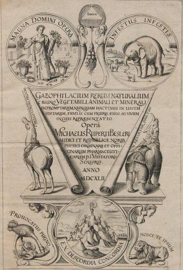 Michaelis Ruperti Besleri - Gazophylacium rerum naturalium e