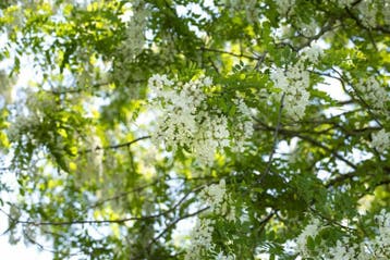 Robinia pseudoacacia meerstammig 350-400, Tuin en Terras