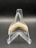 Megalodon - Fossiele tand - Otodus Megalodon - 4.11 cm -, Verzamelen