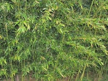 Phyllostachys bissetii, nigra, aurea en Fargesia rufa bamboe, Overige soorten, Vaste plant, Ophalen of Verzenden, Bloeit niet