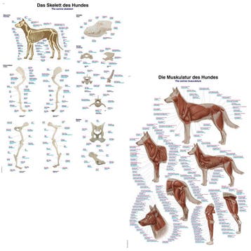 Anatomie posters skelet en spieren hond (papier, 50x70 c..., Nieuw