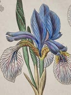 Diedrich Franz Leonhard von Schlechtendal (1794 / 1866) -