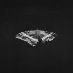 Kendrick Lamar - To Pimp A Butterfly (2 LP) (10th, Verzenden, Nieuw in verpakking