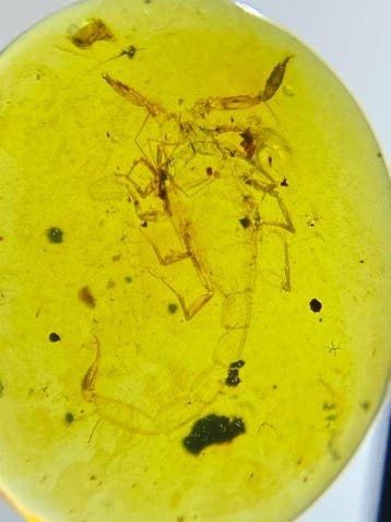Amber - Barnsteen - Scorpion - 12.5 mm - 10.5 mm