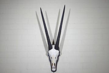 Gemsbok schedel Schedel van een zoogdier - Oryx gazella -, Verzamelen, Nieuw