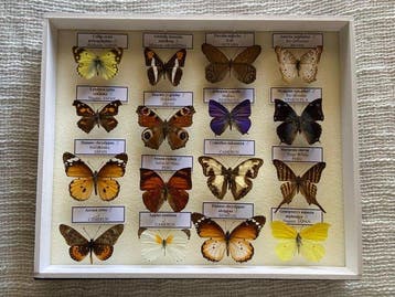 Vlinder Taxidermie volledige montage - Butterflies - 30 cm -, Nieuw
