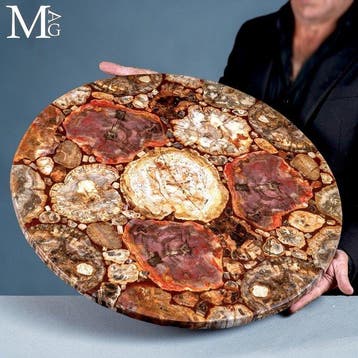 Trias-versteend Araucaria-hout met rijke rode en aardse