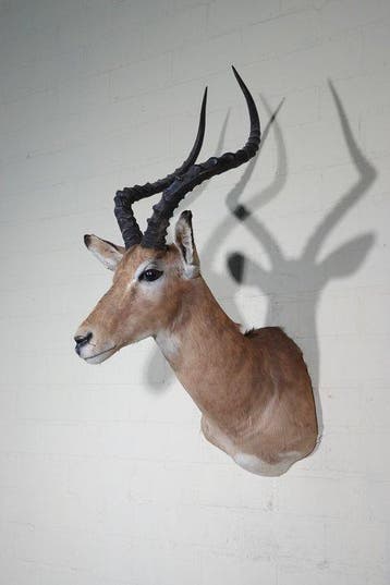 Impala Taxidermie wandmontage - Aepyceros melampus - 38 cm -, Nieuw