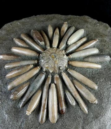 Hoge kwaliteit fossiele zee-egel!!! - Schelp met radiolen -, Verzamelen, Mineralen en Fossielen