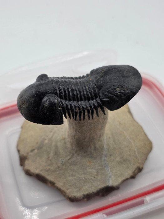 Trilobiet - Gefossiliseerd dier - Paralejurus sp. - 12 cm, Verzamelen, Mineralen en Fossielen