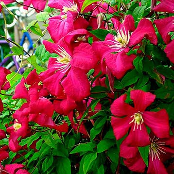 Clematis Madame Julia Correvon Sierplanten, Raskleur, Verzenden, Overige soorten, Struik