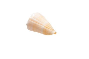 Conus marmoreus suffusus - Zeldzame witte/roze vorm -, Nieuw