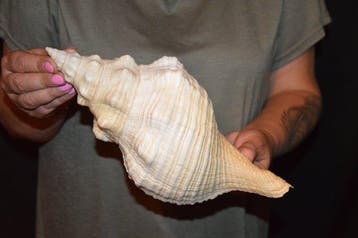 Zeeslak Zeeschelp - S-433 TRIPLOFUSUS GIGANTEUS (Zonder, Verzamelen, Nieuw