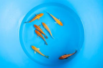 Exclusieve Indonesische koi, Karper of Koi