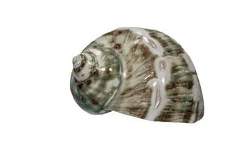 Prachtige parelschelp (Turbo marmoratus) gepolijst | Zuiver, Nieuw