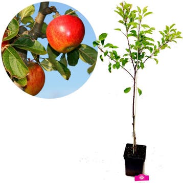 Appelboom Elstar, Verzenden, Volle zon