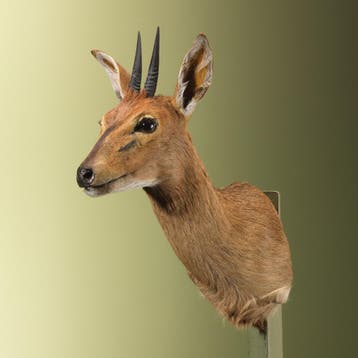 Duiker Taxidermie Opgezette Dieren By Max, Verzamelen, Ophalen of Verzenden, Nieuw, Wild dier, Opgezet dier