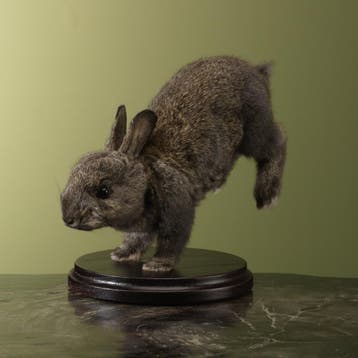 Konijn Jong Taxidermie Opgezette Dieren By Max, Ophalen of Verzenden, Nieuw, Wild dier, Opgezet dier