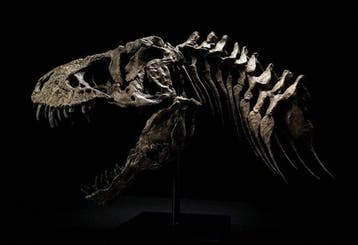 Tyrannosaurus Taxidermie replica montage - Replica T-Rex