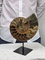 Ammoniet - Gefossiliseerd dier - Aioloceras (Cleoniceras)