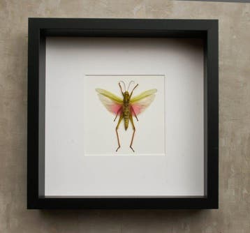 Sprinkhaan Taxidermie volledige montage - Chondracis rosea, Nieuw