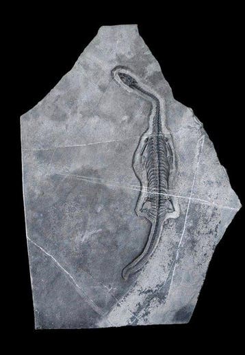 Topkwaliteit zeldzaam exemplaar - Gefossiliseerd dier -